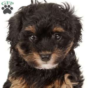 Heather, Havapoo Puppy